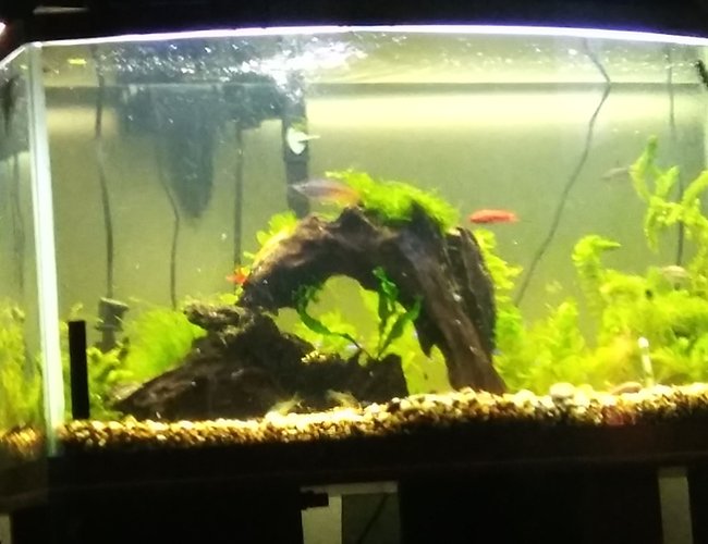 42 gallons planted tank (mostly live plants and fish) - . 42 gallons planted tank (mostly live plants and fish) - .