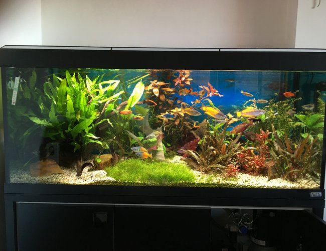 55 gallons planted tank (mostly live plants and fish) - Planted tank 55 gallons planted tank (mostly live plants and fish) - Planted tank