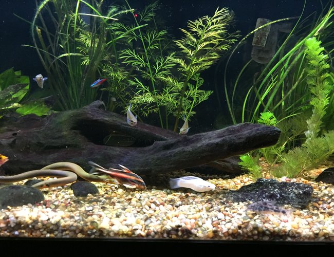 40 gallons planted tank (mostly live plants and fish) - 40 Gallon Planted 40 gallons planted tank (mostly live plants and fish) - 40 Gallon Planted