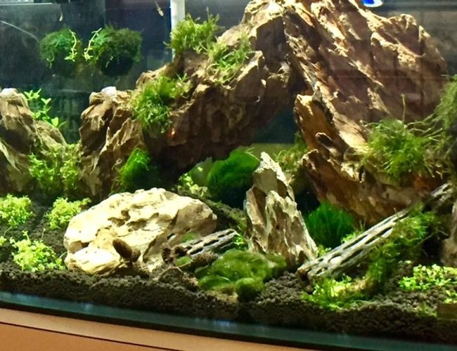 150 gallons planted tank (mostly live plants and fish) - first aquascape. Dragon stone, weeping and flame moss. Planning on adding shrimp. 150 gallons planted tank (mostly live plants and fish) - first aquascape. Dragon stone, weeping and flame moss. Planning on adding shrimp.