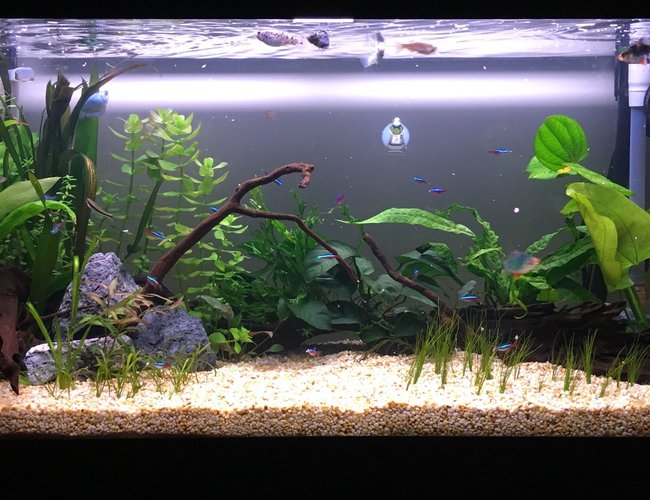 32 gallons planted tank (mostly live plants and fish) - New tank. 1 month old 32 gallons planted tank (mostly live plants and fish) - New tank. 1 month old