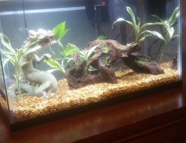 10 gallons planted tank (mostly live plants and fish) - 2 dwarf gourami
1 rubber lip pleco
1 silver zebra angelfish
4 tiger barbs
Tiger barbs colors look faded because recently did water change and they are stressed 10 gallons planted tank (mostly live plants and fish) - 2 dwarf gourami
1 rubber lip pleco
1 silver zebra angelfish
4 tiger barbs
Tiger barbs colors look faded because recently did water change and they are stressed