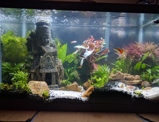 10 gallons planted tank (mostly live plants and fish) - 3 day old 10 gallon tank. Trying to see about keeping a Betta with Guppies. 10 gallons planted tank (mostly live plants and fish) - 3 day old 10 gallon tank. Trying to see about keeping a Betta with Guppies.