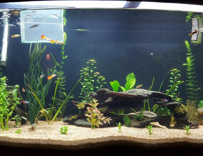 75 gallons planted tank (mostly live plants and fish) - So I'm new to planted aquariums, got this aquarium on the cheap, and went for it. I kept fish when I was younger, but I'm just now getting back into the hobby. the first pic was a couple weeks ago, and the second was a couple days ago. The hornwort and moneywart are doing great, but the anubias looks like kinda weak. I did fertilizer with osmocote root tabs, but beyond that, pretty unsure what to do the liven it up. Suggestions? 75 gallons planted tank (mostly live plants and fish) - So I'm new to planted aquariums, got this aquarium on the cheap, and went for it. I kept fish when I was younger, but I'm just now getting back into the hobby. the first pic was a couple weeks ago, and the second was a couple days ago. The hornwort and moneywart are doing great, but the anubias looks like kinda weak. I did fertilizer with osmocote root tabs, but beyond that, pretty unsure what to do the liven it up. Suggestions?