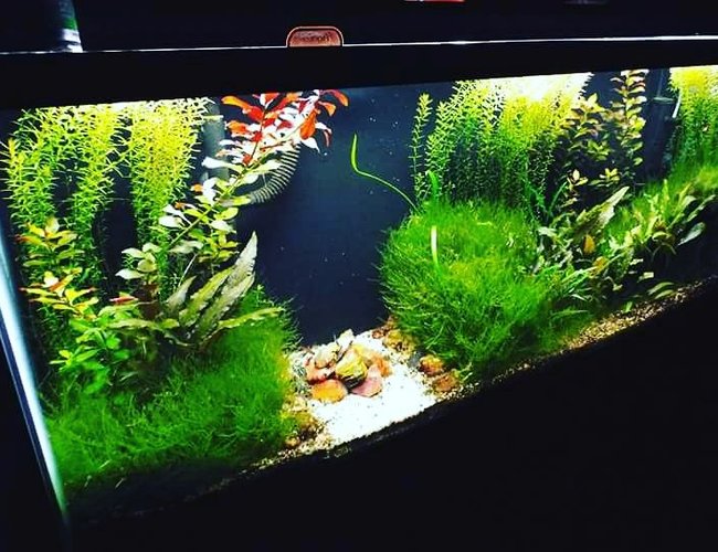 72 gallons planted tank (mostly live plants and fish) - 55 gallon scape. Crypt. Wendtii, Ludwigia Repens, Rotala Indica, Christmas Moss. Petrified wood from Cedar Mountain, Utah in the center. 72 gallons planted tank (mostly live plants and fish) - 55 gallon scape. Crypt. Wendtii, Ludwigia Repens, Rotala Indica, Christmas Moss. Petrified wood from Cedar Mountain, Utah in the center.