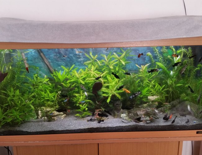 40 gallons planted tank (mostly live plants and fish) - Juwel Rio 180 40 gallons planted tank (mostly live plants and fish) - Juwel Rio 180