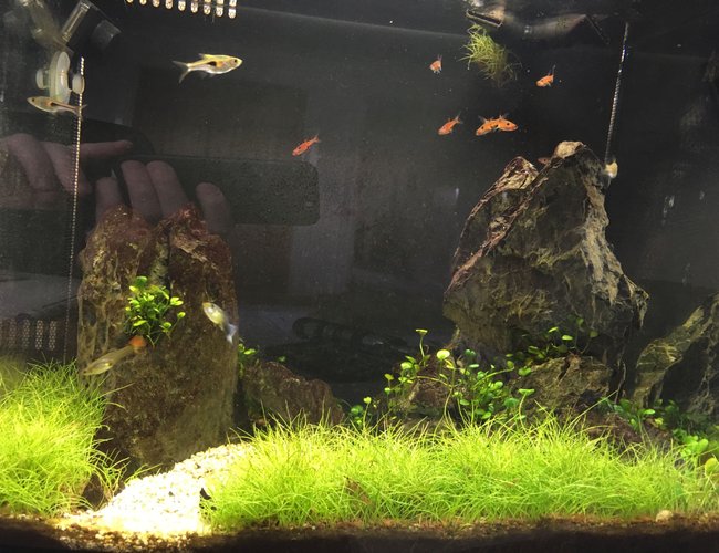 34 gallons planted tank (mostly live plants and fish) - Fluval Flex 34L nano tank. Curved from means I cannot get a picture without a reflection in it. 34 gallons planted tank (mostly live plants and fish) - Fluval Flex 34L nano tank. Curved from means I cannot get a picture without a reflection in it.