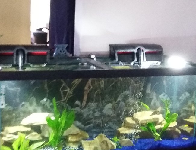 75 gallons planted tank (mostly live plants and fish) - 75 gallon aquatic fresh water ocea with American and African cichlids 75 gallons planted tank (mostly live plants and fish) - 75 gallon aquatic fresh water ocea with American and African cichlids