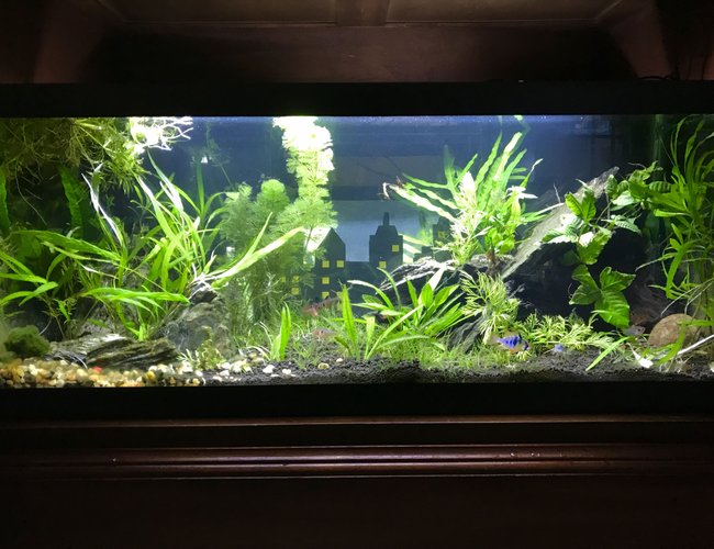 20 gallons planted tank (mostly live plants and fish) - 20 Long "Fish City" 20 gallons planted tank (mostly live plants and fish) - 20 Long "Fish City"
