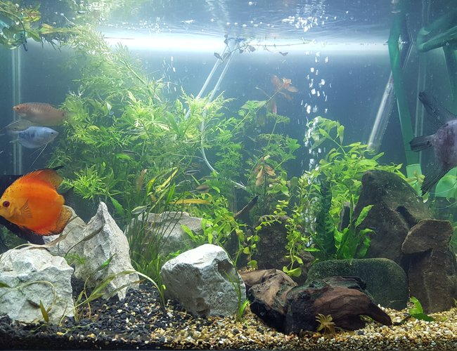 54 gallons planted tank (mostly live plants and fish) - First pic, just got it set up after a 100 mile transport, down and up in a day with fish back in their home 54 gallons planted tank (mostly live plants and fish) - First pic, just got it set up after a 100 mile transport, down and up in a day with fish back in their home