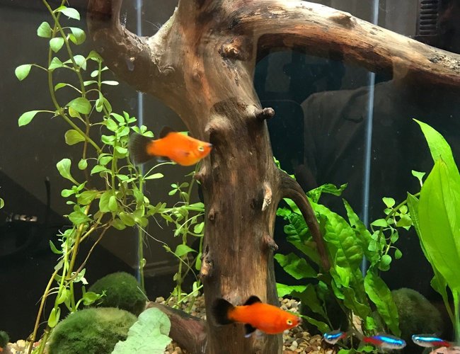 20 gallons planted tank (mostly live plants and fish) - 20 gallon hex tall tank, freshwater, with fish and live plants, drift wood center piece 20 gallons planted tank (mostly live plants and fish) - 20 gallon hex tall tank, freshwater, with fish and live plants, drift wood center piece