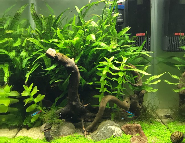 10 gallons planted tank (mostly live plants and fish) - Tank after 6 months, Monte Carlo has taken well. 10 gallons planted tank (mostly live plants and fish) - Tank after 6 months, Monte Carlo has taken well.