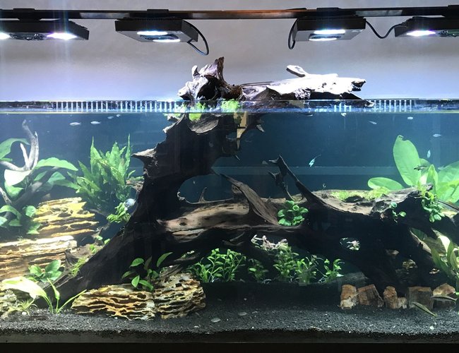 180 gallons planted tank (mostly live plants and fish) - My 180
Ecotech radions
Mp10
Vecter return
Fluval fx6 mechanical only
Co2 dosed
6 auto dosers
Smart ato
24 watts uv sterilizer 180 gallons planted tank (mostly live plants and fish) - My 180
Ecotech radions
Mp10
Vecter return
Fluval fx6 mechanical only
Co2 dosed
6 auto dosers
Smart ato
24 watts uv sterilizer