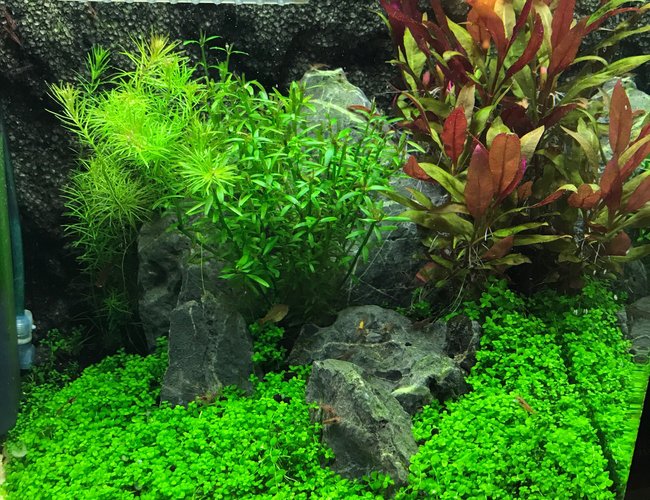 8 gallons planted tank (mostly live plants and fish) - Fluval 7.9G shrimp tank 8 gallons planted tank (mostly live plants and fish) - Fluval 7.9G shrimp tank