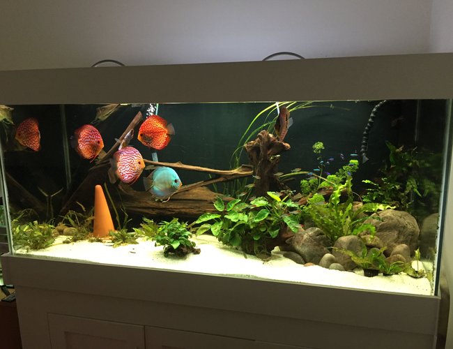 143 gallons planted tank (mostly live plants and fish) - Planted South American/Discus biotope 143 gallons planted tank (mostly live plants and fish) - Planted South American/Discus biotope