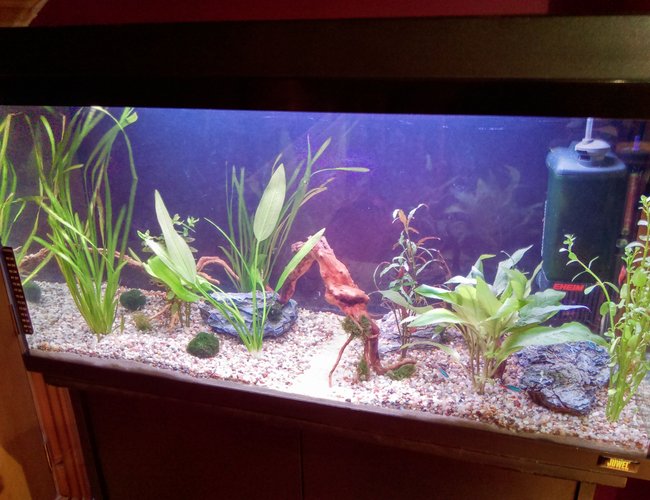 25 gallons planted tank (mostly live plants and fish) - My new setup which im just taking one step at a time i am beginning by adding more and more plants,rocks and wood and the livestock will mainly consist of neon tetras and cherry shrimp. 25 gallons planted tank (mostly live plants and fish) - My new setup which im just taking one step at a time i am beginning by adding more and more plants,rocks and wood and the livestock will mainly consist of neon tetras and cherry shrimp.