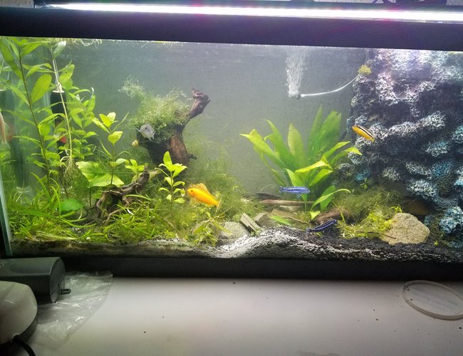 40 gallons planted tank (mostly live plants and fish) - Hawaiian Tank left view showing cobalt, electric yellow, Johanni, auratus, albino algae eater, and an albino auratus peaking from behind driftwood! 40 gallons planted tank (mostly live plants and fish) - Hawaiian Tank left view showing cobalt, electric yellow, Johanni, auratus, albino algae eater, and an albino auratus peaking from behind driftwood!