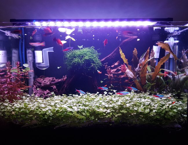 10 gallons planted tank (mostly live plants and fish) - Super. 10 gallons planted tank (mostly live plants and fish) - Super.