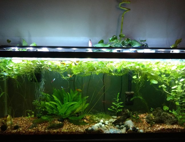 55 gallons planted tank (mostly live plants and fish) - Established one year old 55 gallon. 55 gallons planted tank (mostly live plants and fish) - Established one year old 55 gallon.