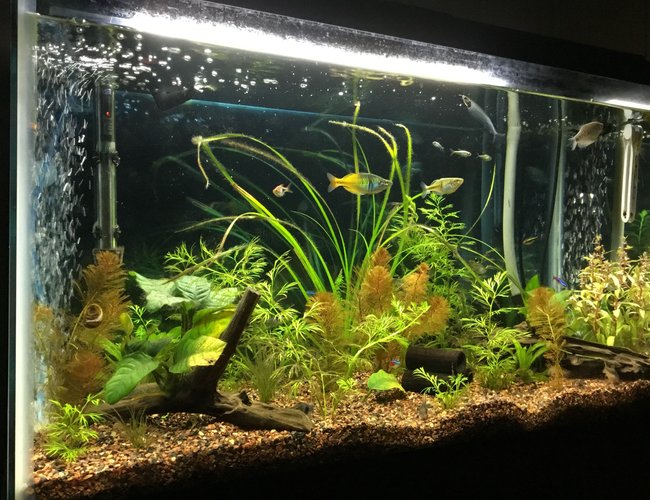 29 gallons planted tank (mostly live plants and fish) - My tank that we have been working on for two years and still feel new to the hobby. Goal is to have a planted tank that looks like a real (at least to a human) habitat. All tips, suggestions are welcomed! 29 gallons planted tank (mostly live plants and fish) - My tank that we have been working on for two years and still feel new to the hobby. Goal is to have a planted tank that looks like a real (at least to a human) habitat. All tips, suggestions are welcomed!