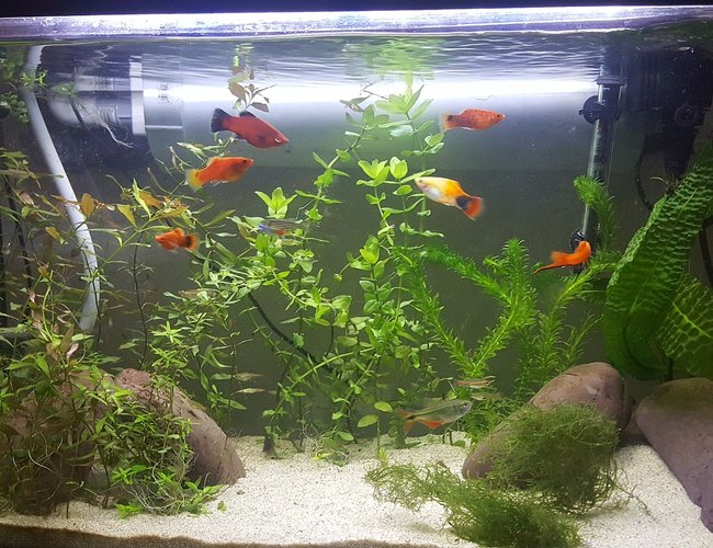 29 gallons planted tank (mostly live plants and fish) - Planted tank with mixed livebeares 29 gallons planted tank (mostly live plants and fish) - Planted tank with mixed livebeares