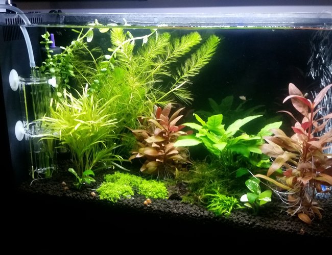 5 gallons planted tank (mostly live plants and fish) - Tremendous Plant Growth after CO2 addition! Endler Guppys are enjoying the plant coverage 5 gallons planted tank (mostly live plants and fish) - Tremendous Plant Growth after CO2 addition! Endler Guppys are enjoying the plant coverage