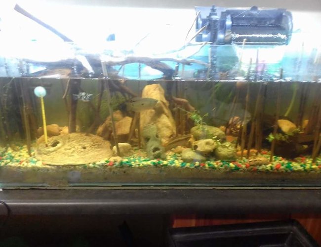 30 gallons planted tank (mostly live plants and fish) - 100L. Lightly planted with drift wood. Multiple filter types. 30 gallons planted tank (mostly live plants and fish) - 100L. Lightly planted with drift wood. Multiple filter types.
