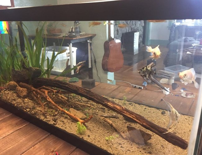 145 gallons planted tank (mostly live plants and fish) - my 40g 145 gallons planted tank (mostly live plants and fish) - my 40g