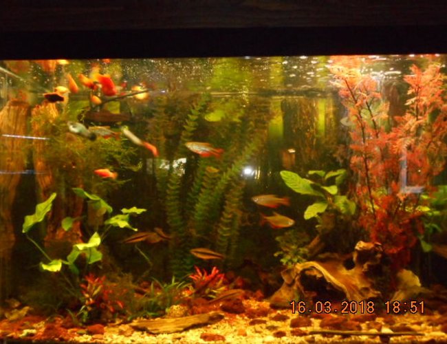 65 gallons planted tank (mostly live plants and fish) - 65gallon community tank 65 gallons planted tank (mostly live plants and fish) - 65gallon community tank