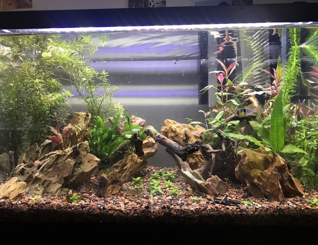 10 gallons planted tank (mostly live plants and fish) - Planted 10 with ohko stone, newly established. Plants are not yet to full potential 10 gallons planted tank (mostly live plants and fish) - Planted 10 with ohko stone, newly established. Plants are not yet to full potential