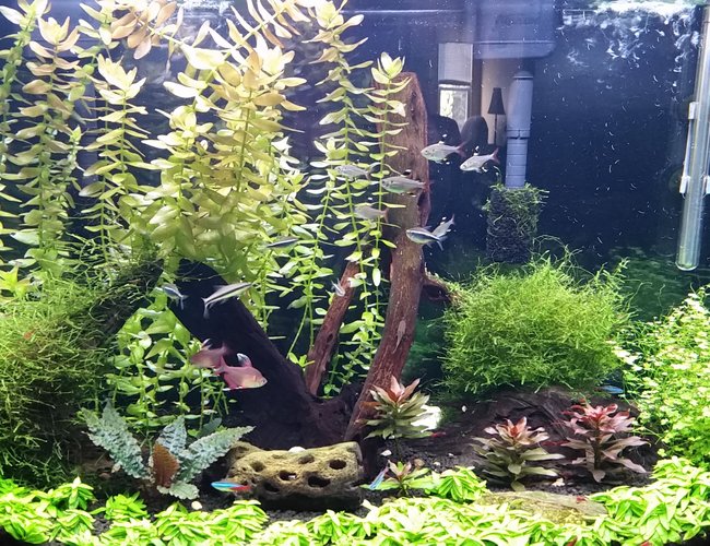 36 gallons planted tank (mostly live plants and fish) - My first planted tank 36 gallons planted tank (mostly live plants and fish) - My first planted tank