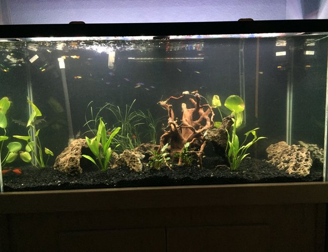 90 gallons planted tank (mostly live plants and fish) - Before the my green carpet comes in 90 gallons planted tank (mostly live plants and fish) - Before the my green carpet comes in