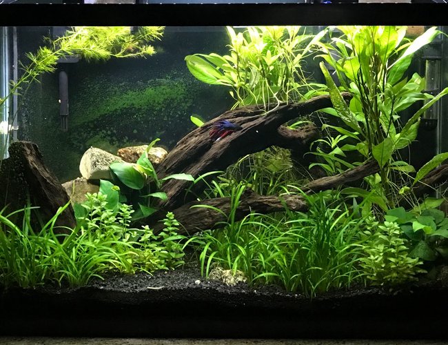 29 gallons planted tank (mostly live plants and fish) - My Planted Aquarium 29 gallons planted tank (mostly live plants and fish) - My Planted Aquarium