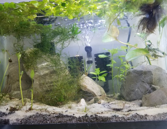 10 gallons planted tank (mostly live plants and fish) - Shrimp tank 10 gallons planted tank (mostly live plants and fish) - Shrimp tank