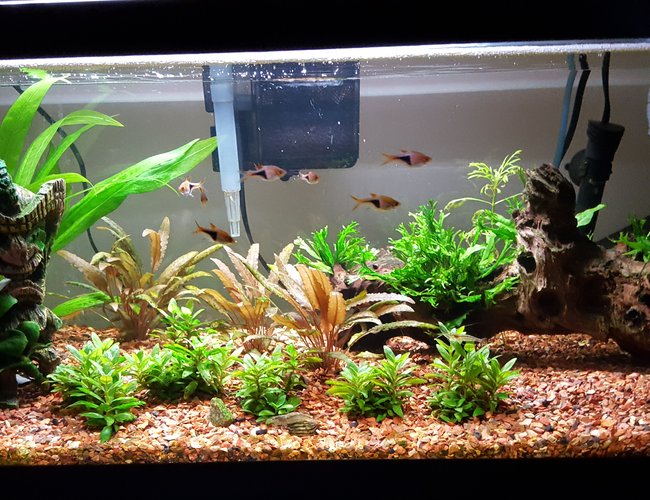 20 gallons planted tank (mostly live plants and fish) - tank 20 gallons planted tank (mostly live plants and fish) - tank