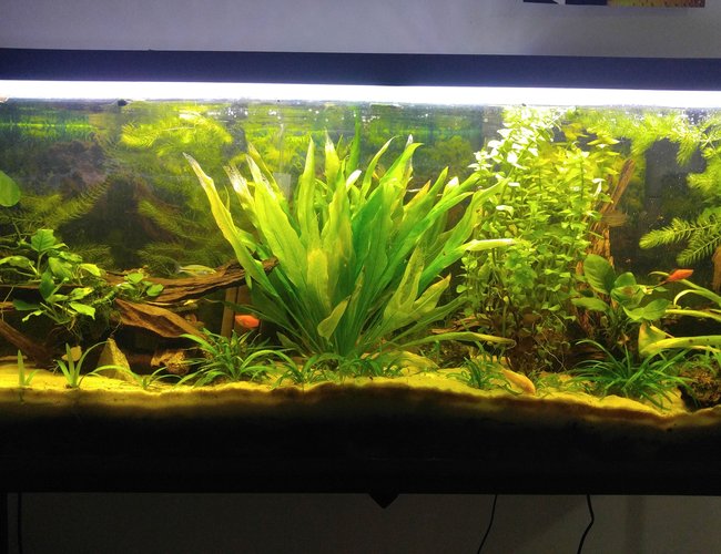 55 gallons planted tank (mostly live plants and fish) - Driftwood Ave. 55 gallons planted tank (mostly live plants and fish) - Driftwood Ave.