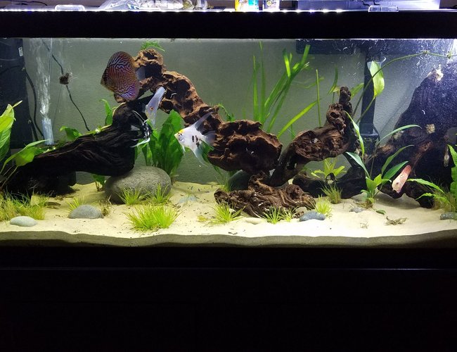 75 gallons planted tank (mostly live plants and fish) - My first ever planted tank :) 75 gallons planted tank (mostly live plants and fish) - My first ever planted tank :)