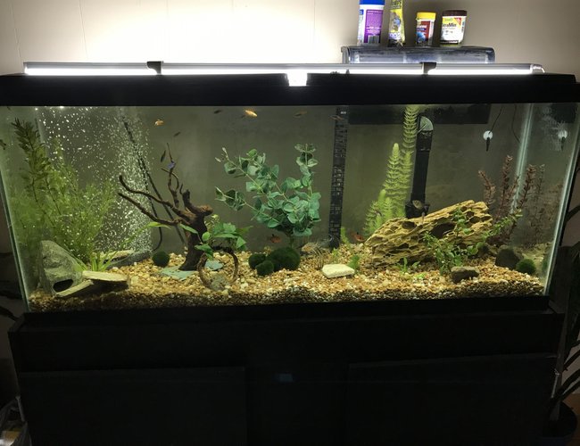 55 gallons planted tank (mostly live plants and fish) - Community tank 55 gallons planted tank (mostly live plants and fish) - Community tank