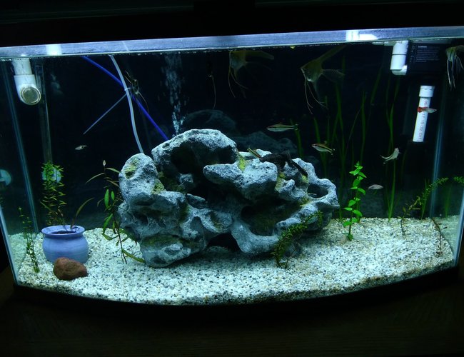 75 gallons planted tank (mostly live plants and fish) - My 46 bow front, newly planted. 75 gallons planted tank (mostly live plants and fish) - My 46 bow front, newly planted.