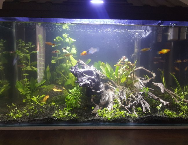 15 gallons planted tank (mostly live plants and fish) - 1 month old 15 gallons planted tank (mostly live plants and fish) - 1 month old