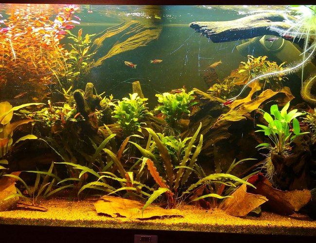 47 gallons planted tank (mostly live plants and fish) - Front 47 gallons planted tank (mostly live plants and fish) - Front