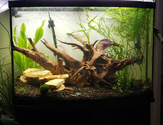 36 gallons planted tank (mostly live plants and fish) - Stump filled bowfront 36 gallons planted tank (mostly live plants and fish) - Stump filled bowfront