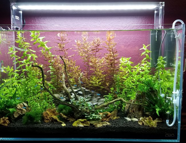 17 gallons planted tank (mostly live plants and fish) - Over ran by Beauty! 17 gallons planted tank (mostly live plants and fish) - Over ran by Beauty!
