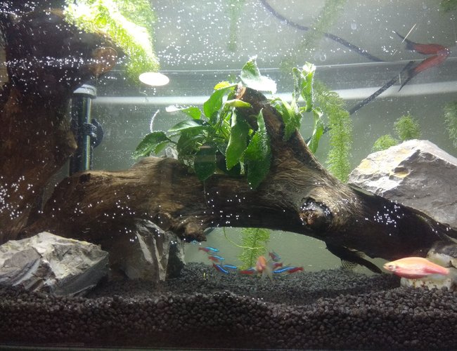15 gallons planted tank (mostly live plants and fish) - First one, after 5 months. 15 gallons planted tank (mostly live plants and fish) - First one, after 5 months.