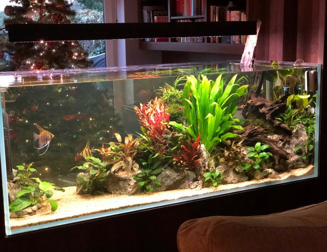 130 gallons planted tank (mostly live plants and fish) - Aquarium wall 130 gallons planted tank (mostly live plants and fish) - Aquarium wall