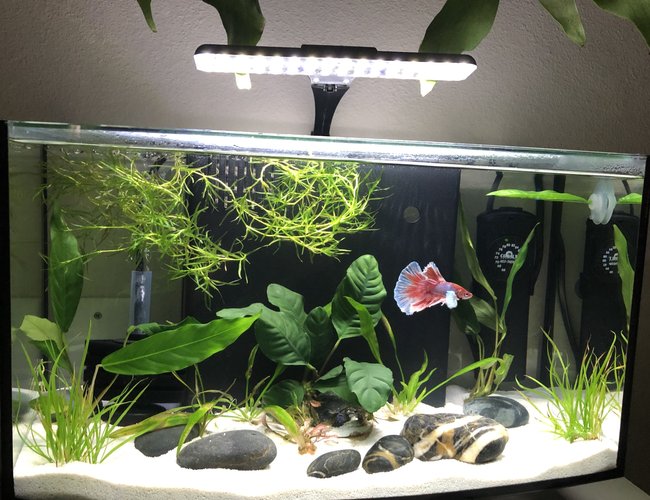 60 gallons planted tank (mostly live plants and fish) - Pink Floyd 60 gallons planted tank (mostly live plants and fish) - Pink Floyd