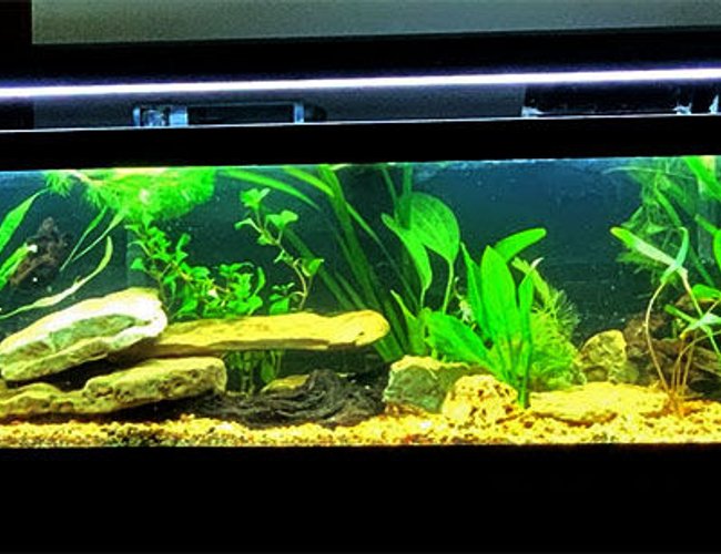 33 gallons planted tank (mostly live plants and fish) - fish to be stocked soon 33 gallons planted tank (mostly live plants and fish) - fish to be stocked soon