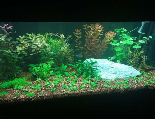 42 gallons planted tank (mostly live plants and fish) - Juwel Rio 180 42 gallons planted tank (mostly live plants and fish) - Juwel Rio 180