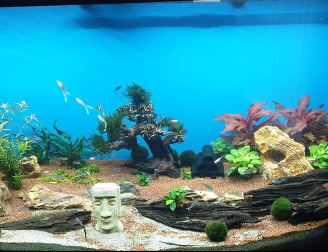 50 gallons planted tank (mostly live plants and fish) - . 50 gallons planted tank (mostly live plants and fish) - .