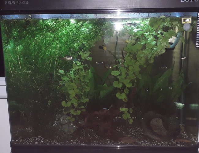 55 gallons planted tank (mostly live plants and fish) - 55 gallon 55 gallons planted tank (mostly live plants and fish) - 55 gallon